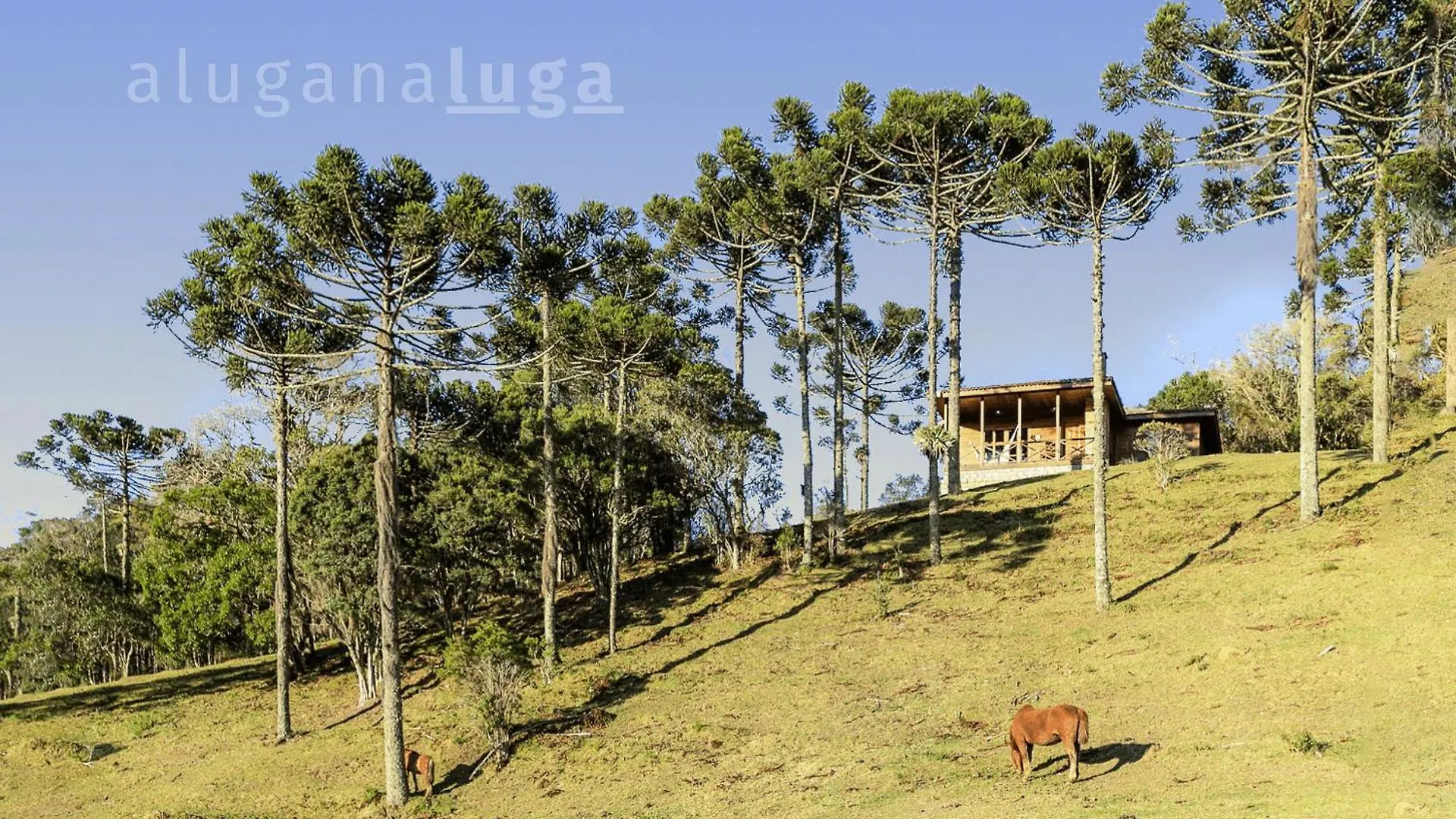 Colina Das Araucarias Natureza Familia Serra Florianopolis
